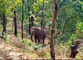ओंकार हत्तीला पकडण्याचा निर्णय लांबणीवर….. ओंकार हत्तीला पकडण्याचा निर्णय लांबणीवर.....