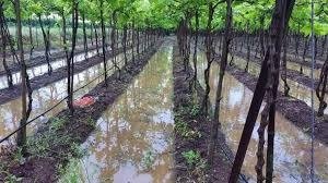 सावधान! वादळ वारा पाऊस कोसळणार! राज्याच्या विविध भागांना हवामान विभागाचा इशारा सावधान! वादळ वारा पाऊस कोसळणार! राज्याच्या विविध भागांना हवामान विभागाचा इशारा