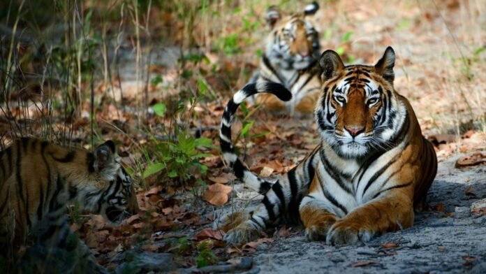 “कॅटरिना” व तिच्या दोन मुलांना पाहण्यासाठी बोर अभयारण्यात गर्दी