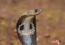 ЁЯЫСЁЯЩП рд╕рд╛рдк рдЪрд╛рд╡рд▓рд╛ рд╡рд┐рд╖рд╛рд░реА рдХреА рдмрд┐рди рд╡рд┐рд╖рд╛рд░реА ?ЁЯЩПЁЯЫС