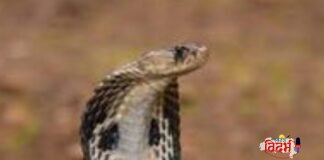 🛑🙏 साप चावला विषारी की बिन विषारी ?🙏🛑