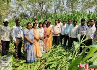 🛑 अवकाळी पावसामुळे नुकसानग्रस्त शेतकऱ्यांच्या पिकांचे पंचनामे करा आ.सुधीर मुनगंटीवार यांचे जिल्हाधिकाऱ्यांना निर्देश आ.मुनगंटीवार यांच्या सूचनेनंतर भाजपा पदाधिकाऱ्यांची शेताच्या बांध्यावर प्रत्यक्ष पाहणी 🛑