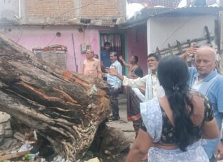 वरोऱ्यात निसर्गाचा कोप: वादळी वाऱ्यामुळे पिंपळाचे झाड घरांवर कोसळले; मोठी दुर्घटना टळली