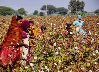 कापूस क्रांती’: आता कापूस उत्पादकता वाढवण्यासाठी शासनाकडून थेट मदत; वरोरा तालुक्यातील शेतकऱ्यांनी महाडीबीटी पोर्टलवर त्वरित अर्ज करण्याचे आवाहन
