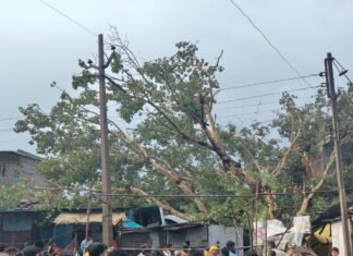वादळी पावसाने घातला कहर; पिंपळाचे झाड कोसळून तीन घरांचे नुकसान.जीवितहानी टळली, तातडीच्या मदतीची मागणी