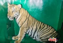 अखेर नरभक्षी T-120 वाघिणीला जेरबंद करण्यात वनविभागाला यश.विधिमंडळ पक्षनेते आ.विजय वडेट्टीवार यांनी दिले होते निर्देश.