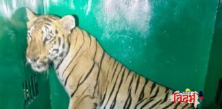 अखेर नरभक्षी T-120 वाघिणीला जेरबंद करण्यात वनविभागाला यश.विधिमंडळ पक्षनेते आ.विजय वडेट्टीवार यांनी दिले होते निर्देश.