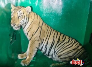 अखेर नरभक्षी T-120 वाघिणीला जेरबंद करण्यात वनविभागाला यश.विधिमंडळ पक्षनेते आ.विजय वडेट्टीवार यांनी दिले होते निर्देश.