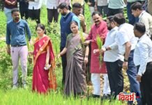 संभाव्य दुष्काळ परिस्थितीचा सामना करण्यासाठी प्रभावी उपाययोजना करा. पालकमंत्री डॉ. अशोक उईके वरोरा तालुक्यात धान व कपाशी पिकांची प्रत्यक्ष पाहणी