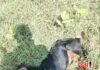 बोडखा ( मोकाशी ) येथे वाघाने केली शेळींची शिकार