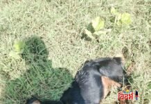 बोडखा ( मोकाशी ) येथे वाघाने केली शेळींची शिकार
