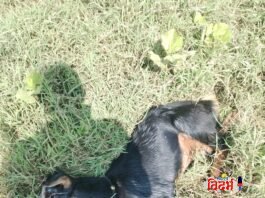 बोडखा ( मोकाशी ) येथे वाघाने केली शेळींची शिकार