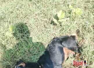 बोडखा ( मोकाशी ) येथे वाघाने केली शेळींची शिकार