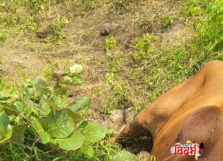 वाघिणीचा गोऱ्यावर (वासरू) जीवघेणा हल्ला; परिसरात तीव्र दहशत, नागरिकांमध्ये संतापाची लाट!