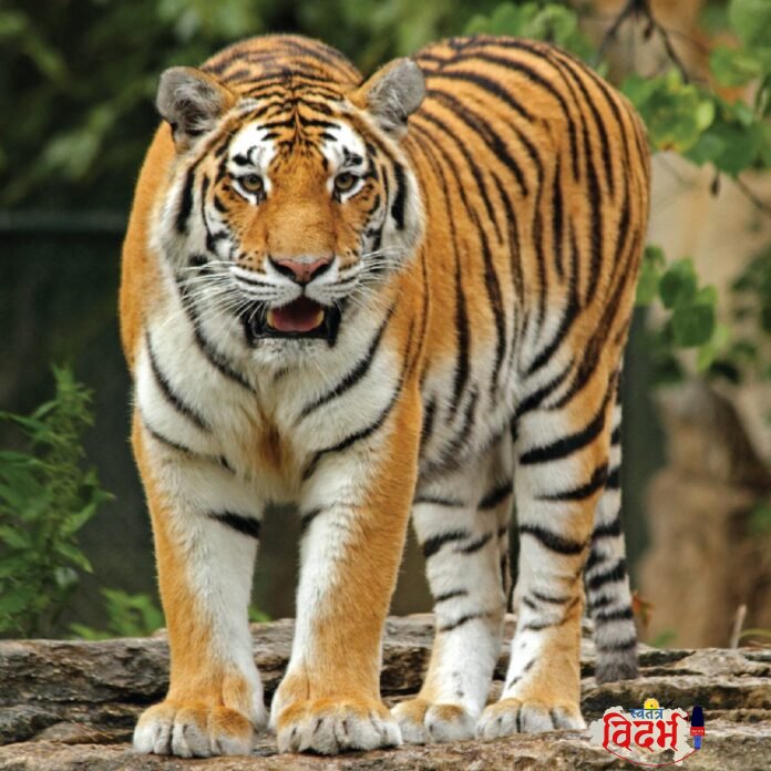 amur-tiger-01-01